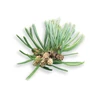 BASSAU natürliches ätherisches Öl Waldkiefer 200 ml