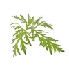 BASSAU natürliches ätherisches Öl Waldmeister 200 ml