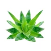BASSAU natürliches ätherisches Öl Aloe Vera 200 ml