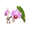 BASSAU natürliches ätherisches Öl Orchidee 200 ml