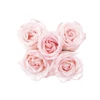 BASSAU natürliches ätherisches Öl Rose 200 ml