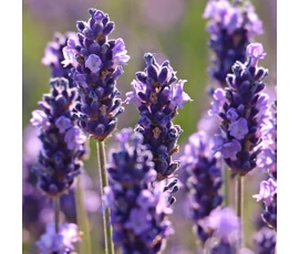 Ätherische Öle für die Blumensauna BASSAU