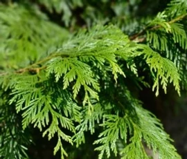Ätherische Öle für die Holzsauna BASSAU