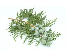 ÄTHERISCHE ÖLE AUS BASSAUHOLZ
