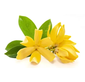 BASSAU natürliches ätherisches Öl ylang-ylang 200 ml