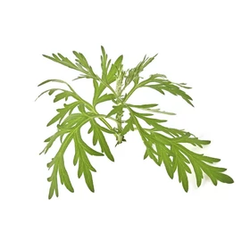 BASSAU natürliches ätherisches Öl Waldmeister 200 ml