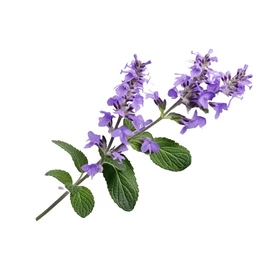 BASSAU natürliches ätherisches Öl Patchouli 200 ml
