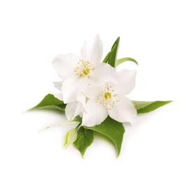 BASSAU natürliches ätherisches Öl Jasminblüten 200 ml