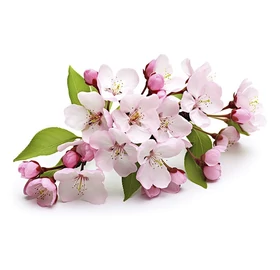 BASSAU natürliches ätherisches Öl Pfirsichblüte 200 ml