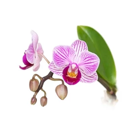 BASSAU natürliches ätherisches Öl Orchidee 200 ml