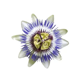 BASSAU natürliches ätherisches Öl Passionsblume 200 ml