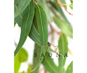 BASSAU Premium-Qualität ätherisches Saunaöl, Brasilianischer Eukalyptus, 15 ml