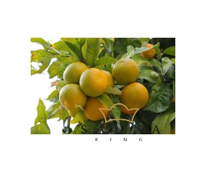 BASSAU Premium-Qualität ätherisches Saunaöl, Gelbes Mandarin, 15 ml
