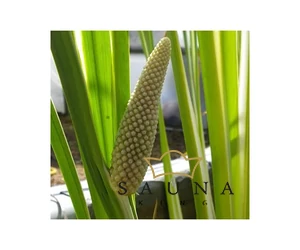 BASSAU Premium-Qualität ätherisches Saunaöl, Calamus, 15 ml