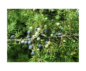 BASSAU Premium-Qualität ätherisches Saunaöl, Wacholderbeere, 15 ml
