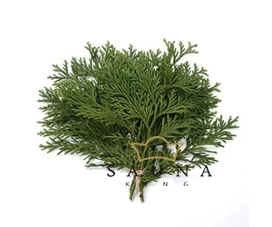 BASSAU Premium-Qualität ätherisches Saunaöl, Thuja, 15 ml