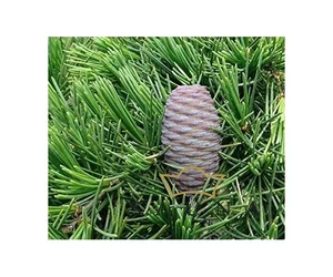 BASSAU Premium-Qualität ätherisches Saunaöl, Himalaya-Zeder, 15 ml