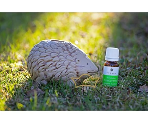 EMENDO Sauna Duft-Verdampfer IGEL mit Eukalyptus Aroma (10ml)