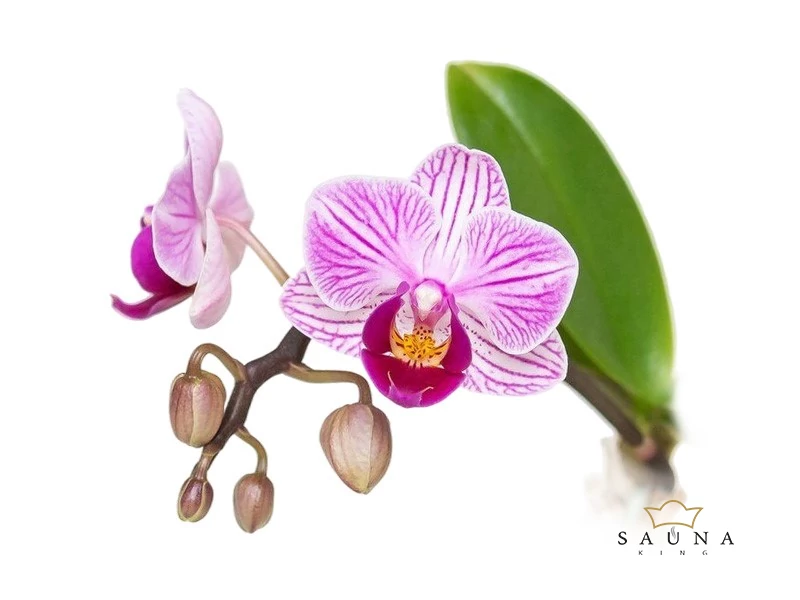 BASSAU natürliches ätherisches Öl Orchidee 200 ml